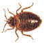 Bed Bug (cimex lectularius)