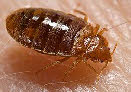 Bed Bug (cimex lectularius)