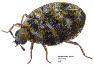 Carpet Beetle