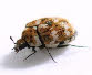 Carpet Beetle (anthrenus verbasci)
