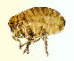 Human Flea (pulex irritans)