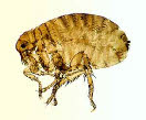 Human Flea (pulex irritans)